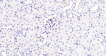 p57 Kip2 Antibody in Immunohistochemistry (Paraffin) (IHC (P))