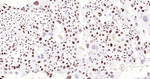 p57 Kip2 Monoclonal Antibody (4E8)