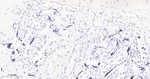p57 Kip2 Antibody in Immunohistochemistry (Paraffin) (IHC (P))