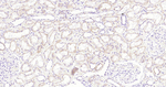 Prostate Specific Acid Phosphatase Antibody in Immunohistochemistry (Paraffin) (IHC (P))