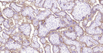 Placental Alkaline Phosphatase Antibody in Immunohistochemistry (Paraffin) (IHC (P))