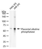 Placental Alkaline Phosphatase Antibody in Western Blot (WB)