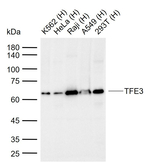TFE3 Antibody in Western Blot (WB)