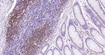 BOB-1 Antibody in Immunohistochemistry (Paraffin) (IHC (P))