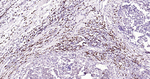 BOB-1 Monoclonal Antibody (5G9)