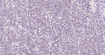 BOB-1 Antibody in Immunohistochemistry (Paraffin) (IHC (P))