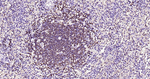 BOB-1 Antibody in Immunohistochemistry (Paraffin) (IHC (P))