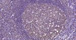 BOB-1 Antibody in Immunohistochemistry (Paraffin) (IHC (P))