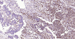 Arginase 1 Antibody in Immunohistochemistry (Paraffin) (IHC (P))