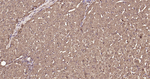 Arginase 1 Antibody in Immunohistochemistry (Paraffin) (IHC (P))
