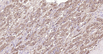 Arginase 1 Antibody in Immunohistochemistry (Paraffin) (IHC (P))