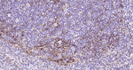 Podoplanin Monoclonal Antibody (5C9)