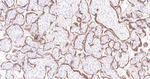 PAPPA Monoclonal Antibody (2H5)