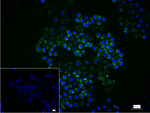 AIF Recombinant Rabbit Monoclonal Antibody (20H17)