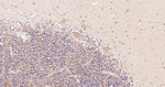 AIF Antibody in Immunohistochemistry (Paraffin) (IHC (P))