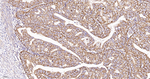 AIF Antibody in Immunohistochemistry (Paraffin) (IHC (P))