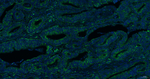 AIF Antibody in Immunohistochemistry (Paraffin) (IHC (P))