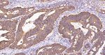 AIF Antibody in Immunohistochemistry (Paraffin) (IHC (P))