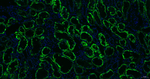 AIF Antibody in Immunohistochemistry (Paraffin) (IHC (P))
