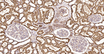 AIF Antibody in Immunohistochemistry (Paraffin) (IHC (P))