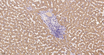 AIF Antibody in Immunohistochemistry (Paraffin) (IHC (P))