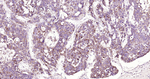 AIF Antibody in Immunohistochemistry (Paraffin) (IHC (P))