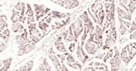 AIF Antibody in Immunohistochemistry (Paraffin) (IHC (P))