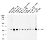 AIF Antibody in Western Blot (WB)