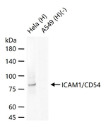 ICAM-1 Monoclonal Antibody (2E7)