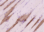 Myoglobin Antibody in Immunohistochemistry (Paraffin) (IHC (P))