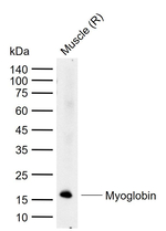 Myoglobin Antibody in Western Blot (WB)
