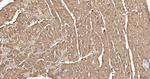 Myoglobin Antibody in Immunohistochemistry (Paraffin) (IHC (P))