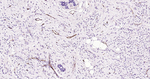 CD105 Antibody in Immunohistochemistry (Paraffin) (IHC (P))