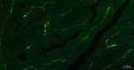 CD105 Monoclonal Antibody (1E9)