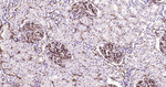 CD105 Antibody in Immunohistochemistry (Paraffin) (IHC (P))