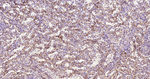 CD105 Antibody in Immunohistochemistry (Paraffin) (IHC (P))