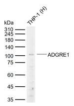 F4/80 Antibody in Western Blot (WB)