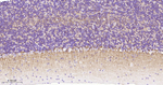 NF-L Antibody in Immunohistochemistry (Paraffin) (IHC (P))
