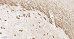 NF-L Antibody in Immunohistochemistry (Paraffin) (IHC (P))