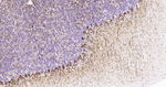 NF-L Antibody in Immunohistochemistry (Paraffin) (IHC (P))