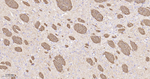 NF-L Antibody in Immunohistochemistry (Paraffin) (IHC (P))
