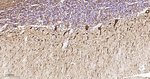 NF-L Antibody in Immunohistochemistry (Paraffin) (IHC (P))