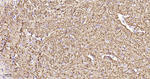 NF-L Antibody in Immunohistochemistry (Paraffin) (IHC (P))