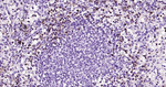 Lactoferrin Monoclonal Antibody (4C1)