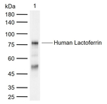 Lactoferrin Antibody in Western Blot (WB)