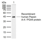 PGA4 Monoclonal Antibody (8E1)