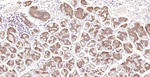 PGC Antibody in Immunohistochemistry (Paraffin) (IHC (P))