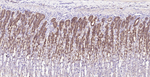 PGC Monoclonal Antibody (2H7)