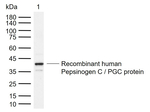 PGC Antibody in Western Blot (WB)