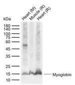 Myoglobin Antibody in Western Blot (WB)